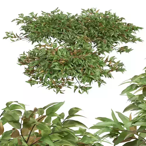 New Plant High detail Pyrrosia Lingua 3D model