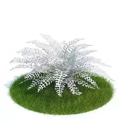 White Dusty Miller Plant