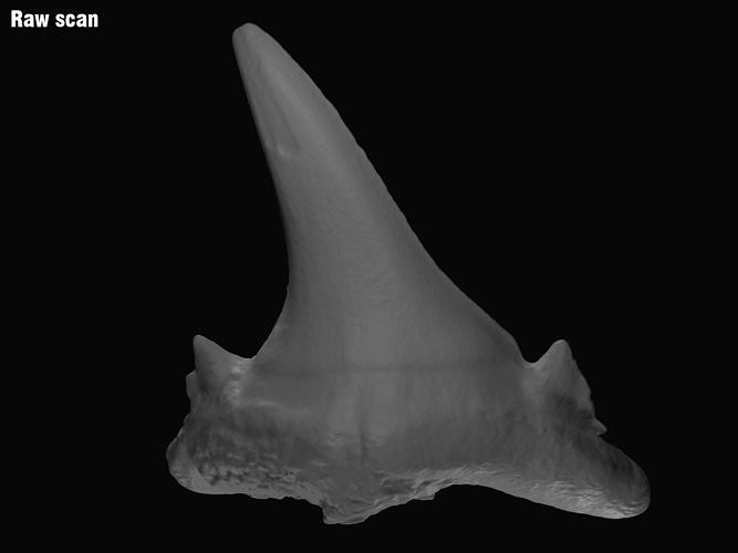 Fossil shark tooth Low-poly 3D model