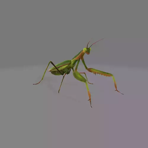 praying mantis