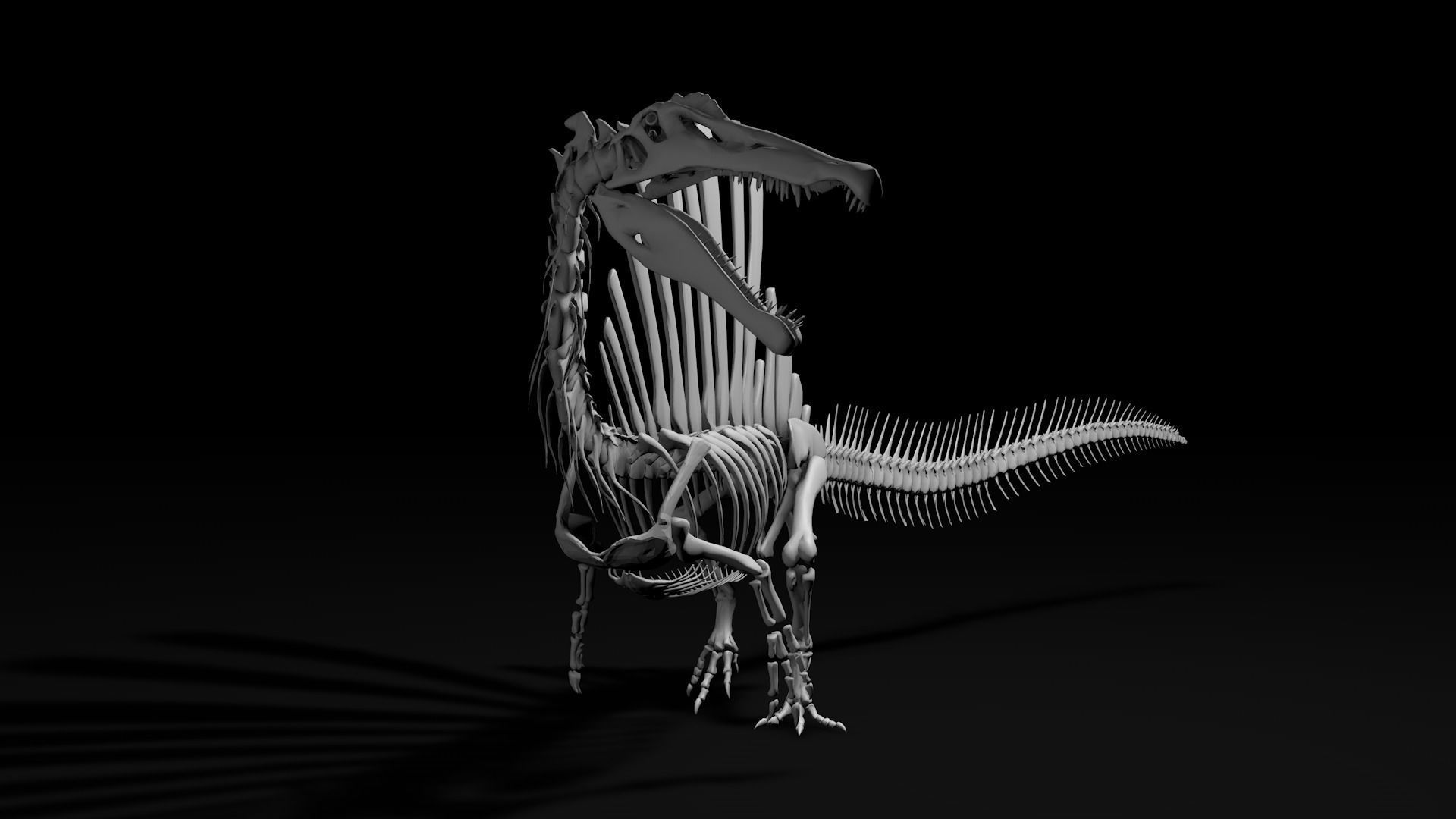 Spinosaurus aegyptiacus skeleton Low-poly 3D model_2