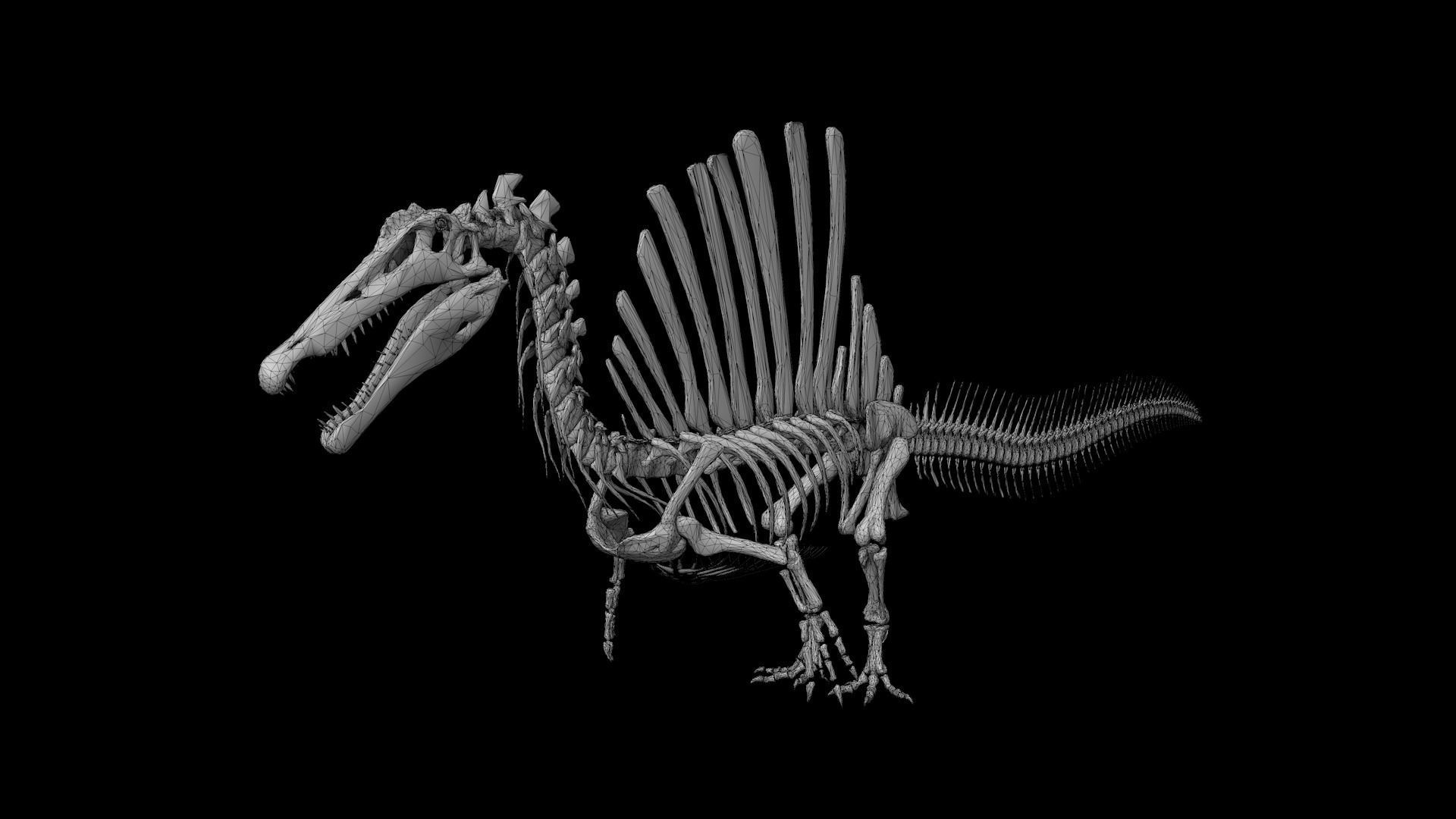 Spinosaurus aegyptiacus skeleton Low-poly 3D model_3