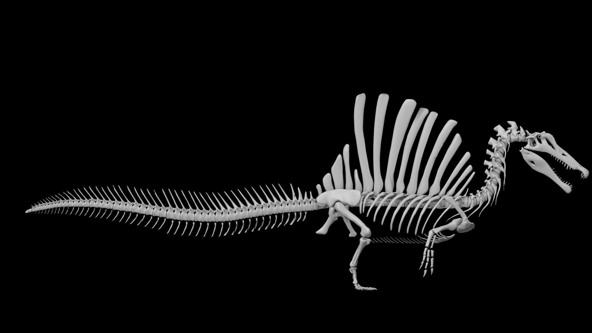 Spinosaurus aegyptiacus skeleton Low-poly 3D model_1
