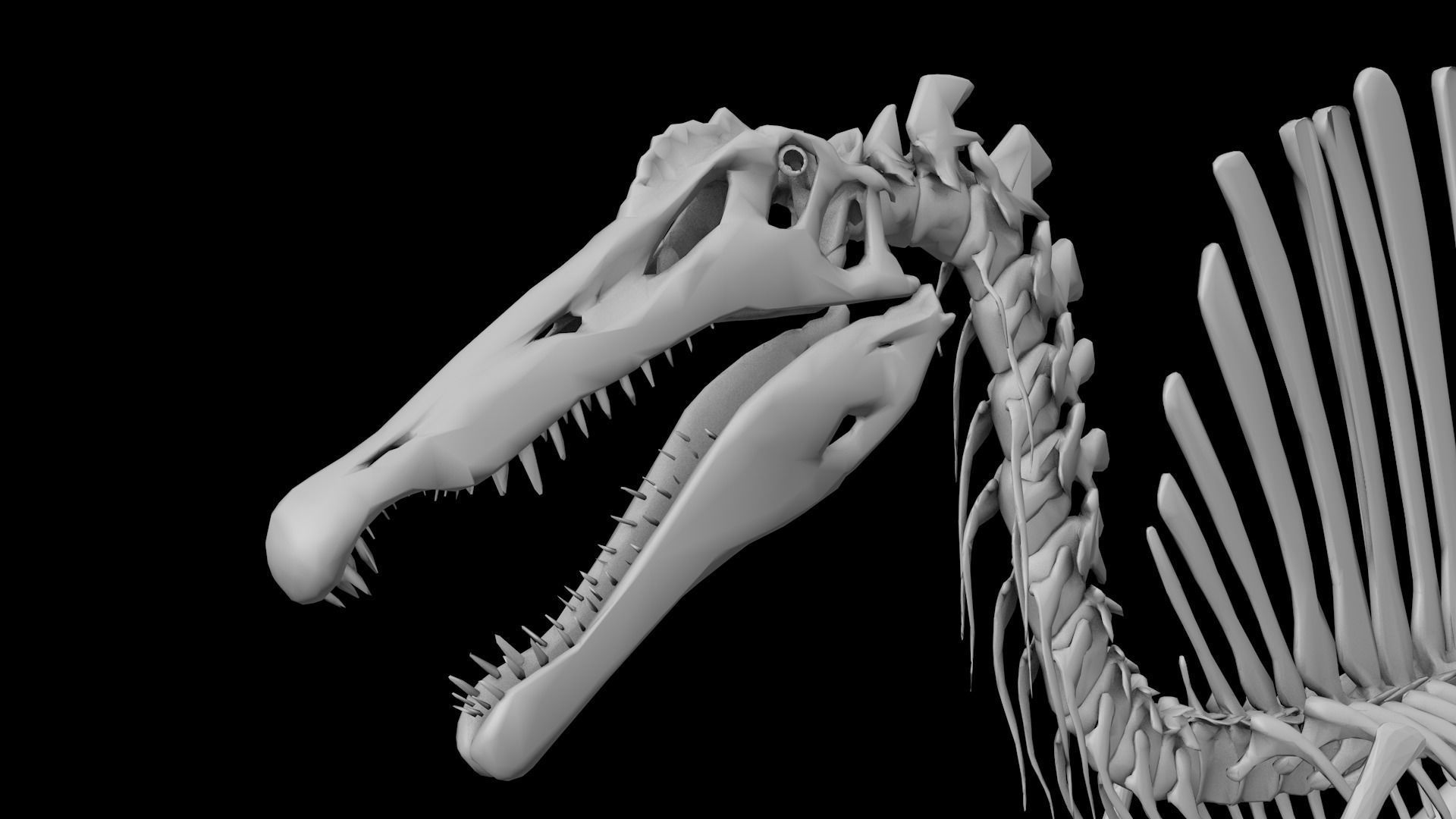 Spinosaurus aegyptiacus skeleton Low-poly 3D model_4