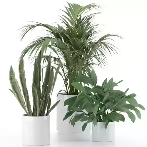 Plant-Set-Interior three potted plants