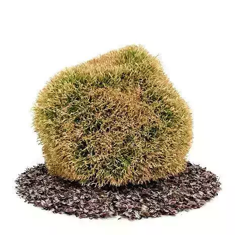 Small Bush With Leaves