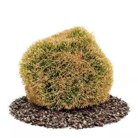 Small Bush With Leaves 3D model_0