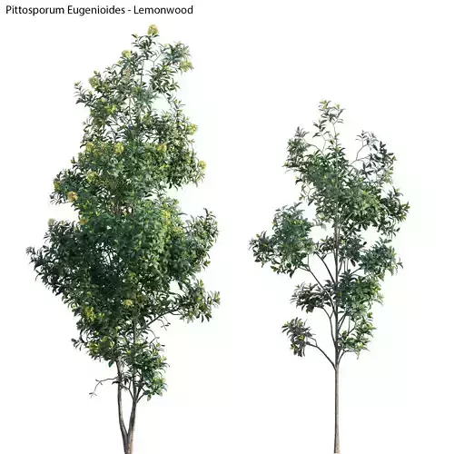 Pittosporum Eugenioides 02