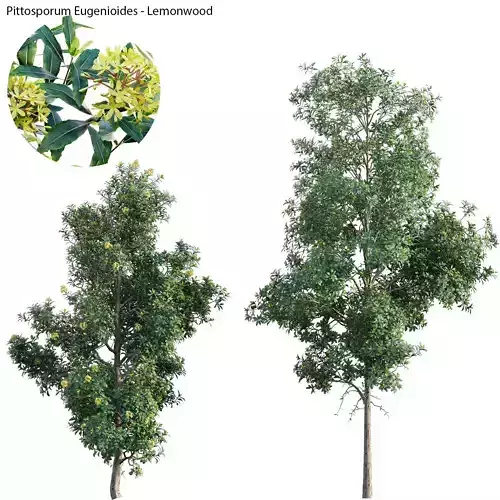 Pittosporum Eugenioides 01