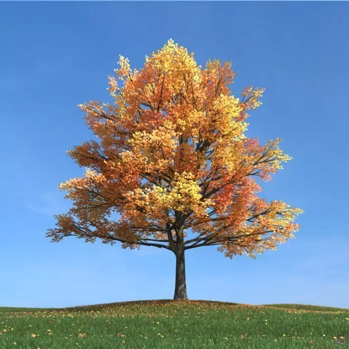 Large Maple Tree Autumn 3D model_0