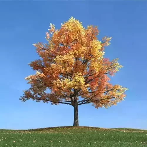 Large Maple Tree Autumn