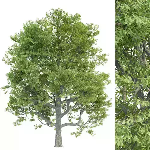 Paradise tree vol 94 3D model