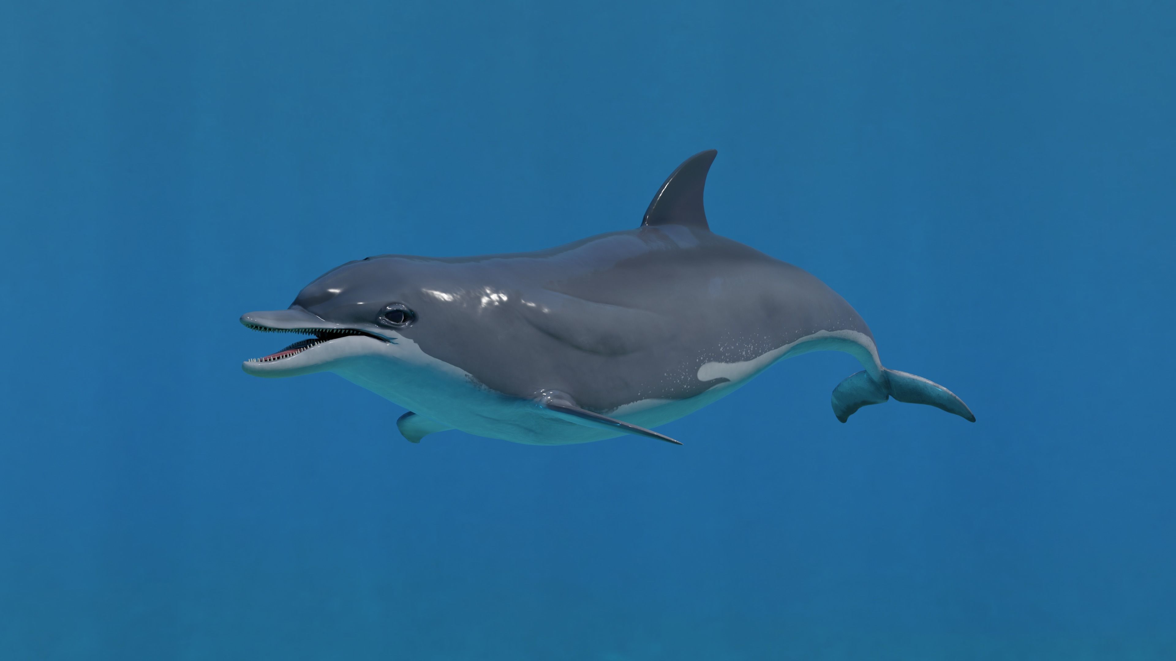 Dolphin Animated Old Low-poly 3D model_3