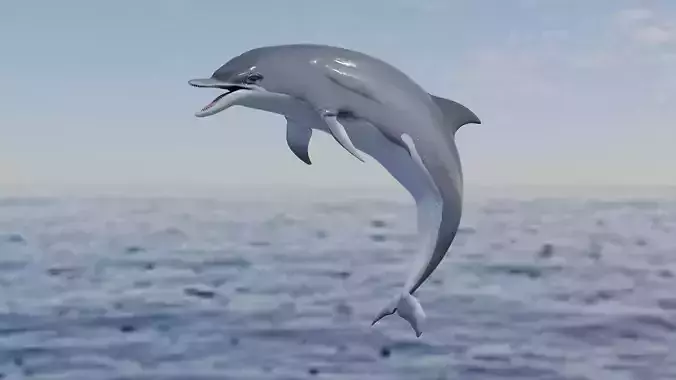 Dolphin Animated Old Low-poly 3D model