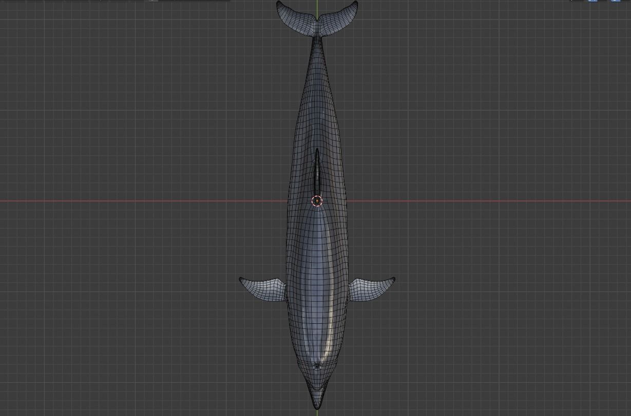 Dolphin Animated Old Low-poly 3D model_11