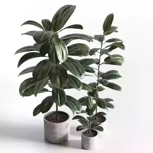 Ficus rubbery plant in concrete dirt vase 