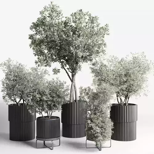 Collection indoor outdoor plant tree vase dirty concrete