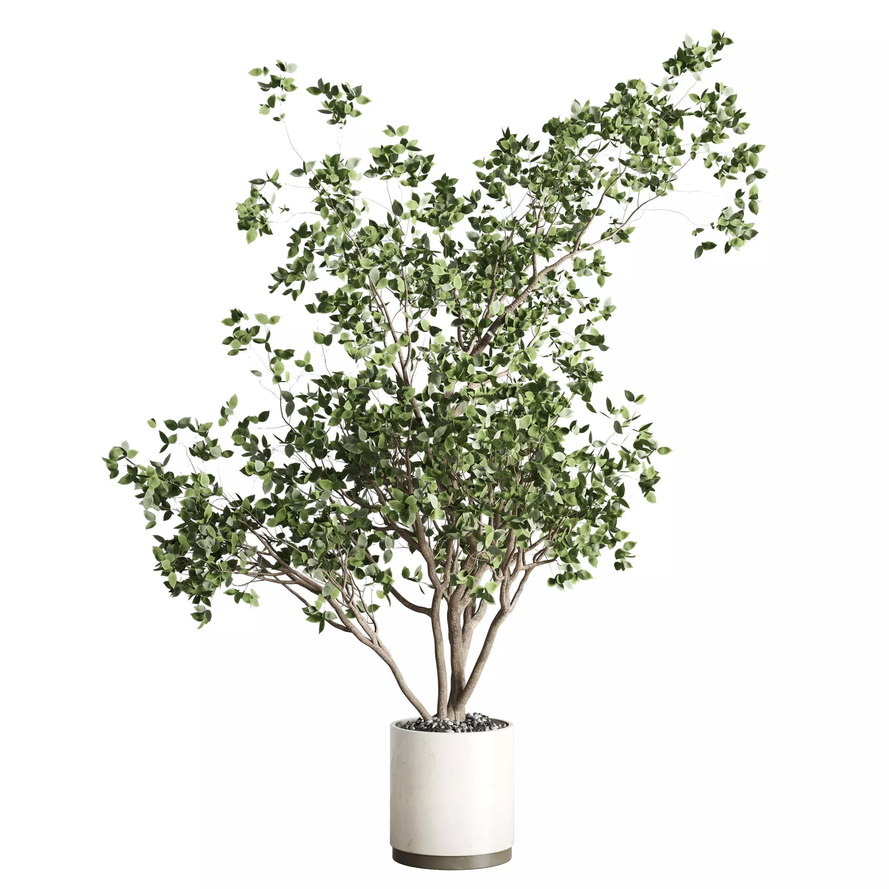 ficus benjamin tree and concrete pot 246 3D model_0