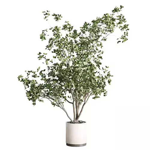 ficus benjamin tree and concrete pot 246