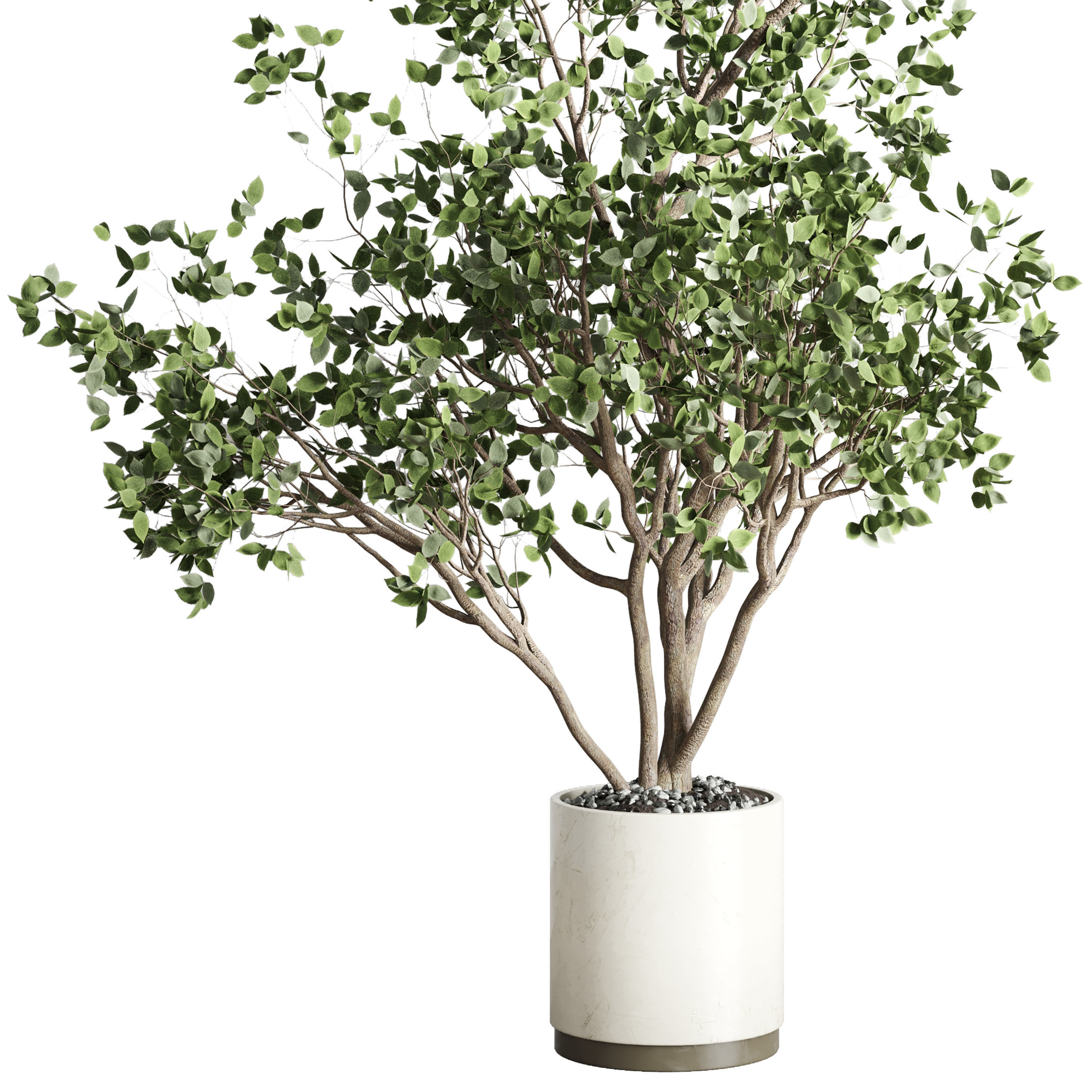 ficus benjamin tree and concrete pot 246 3D model_1