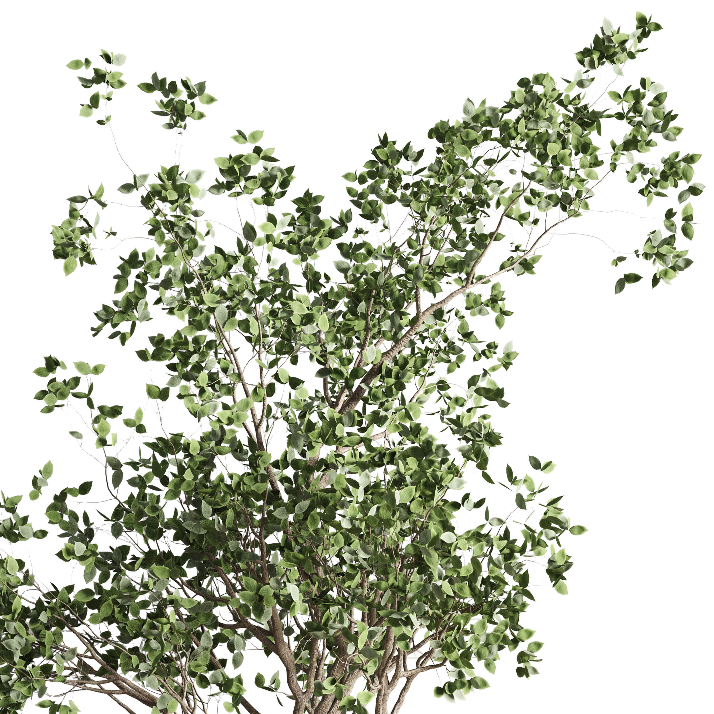 ficus benjamin tree and concrete pot 246 3D model_2