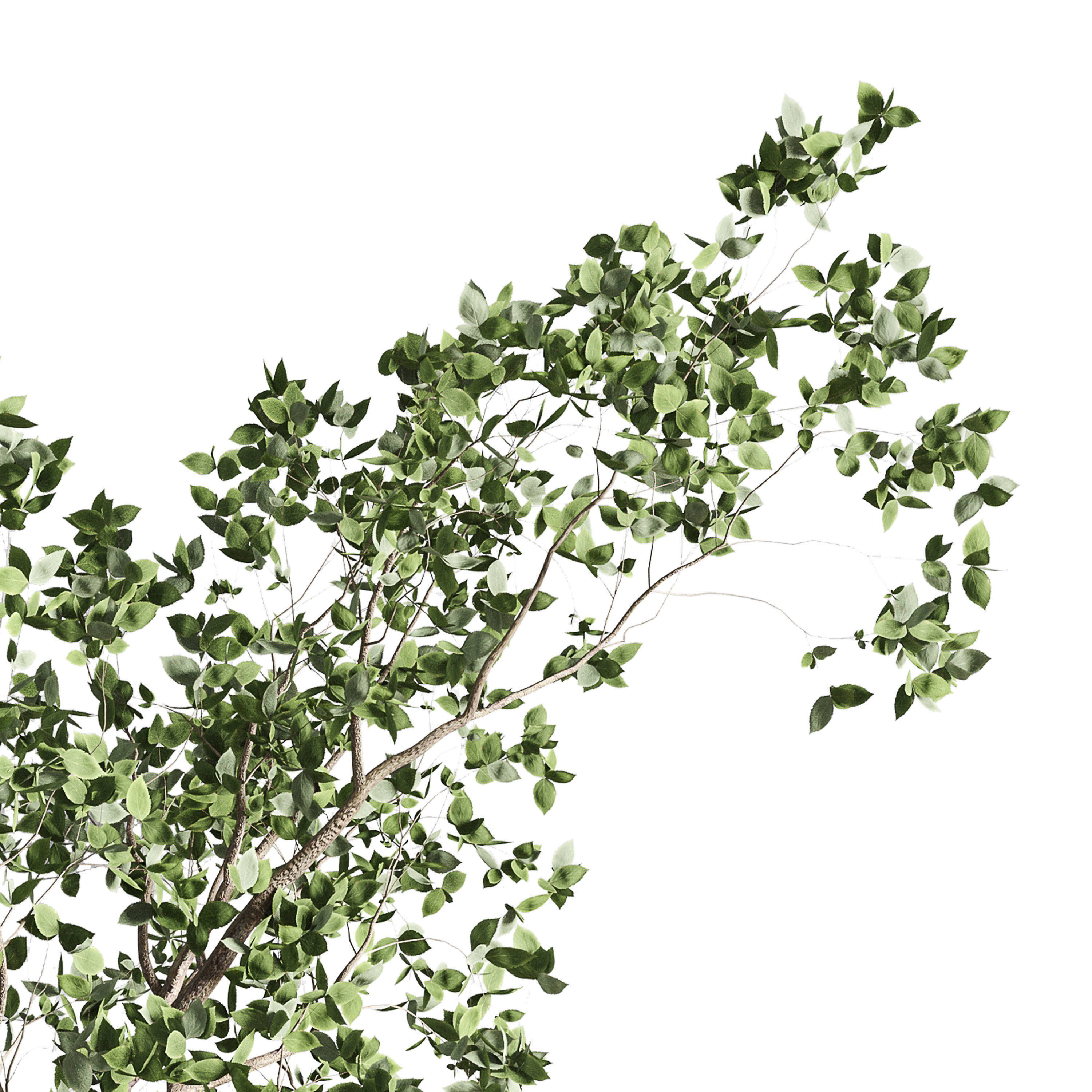 ficus benjamin tree and concrete pot 246 3D model_3