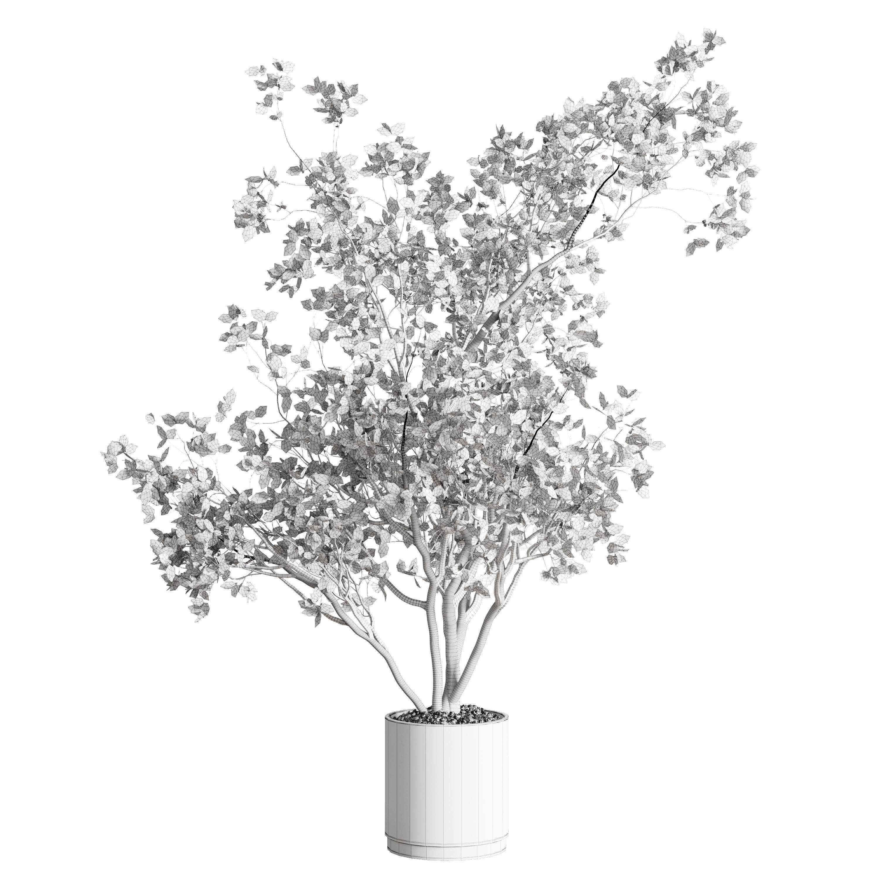 ficus benjamin tree and concrete pot 246 3D model_4