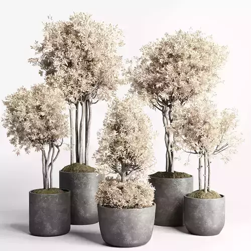 Collection indoor outdoor plant tree vase dirty concrete