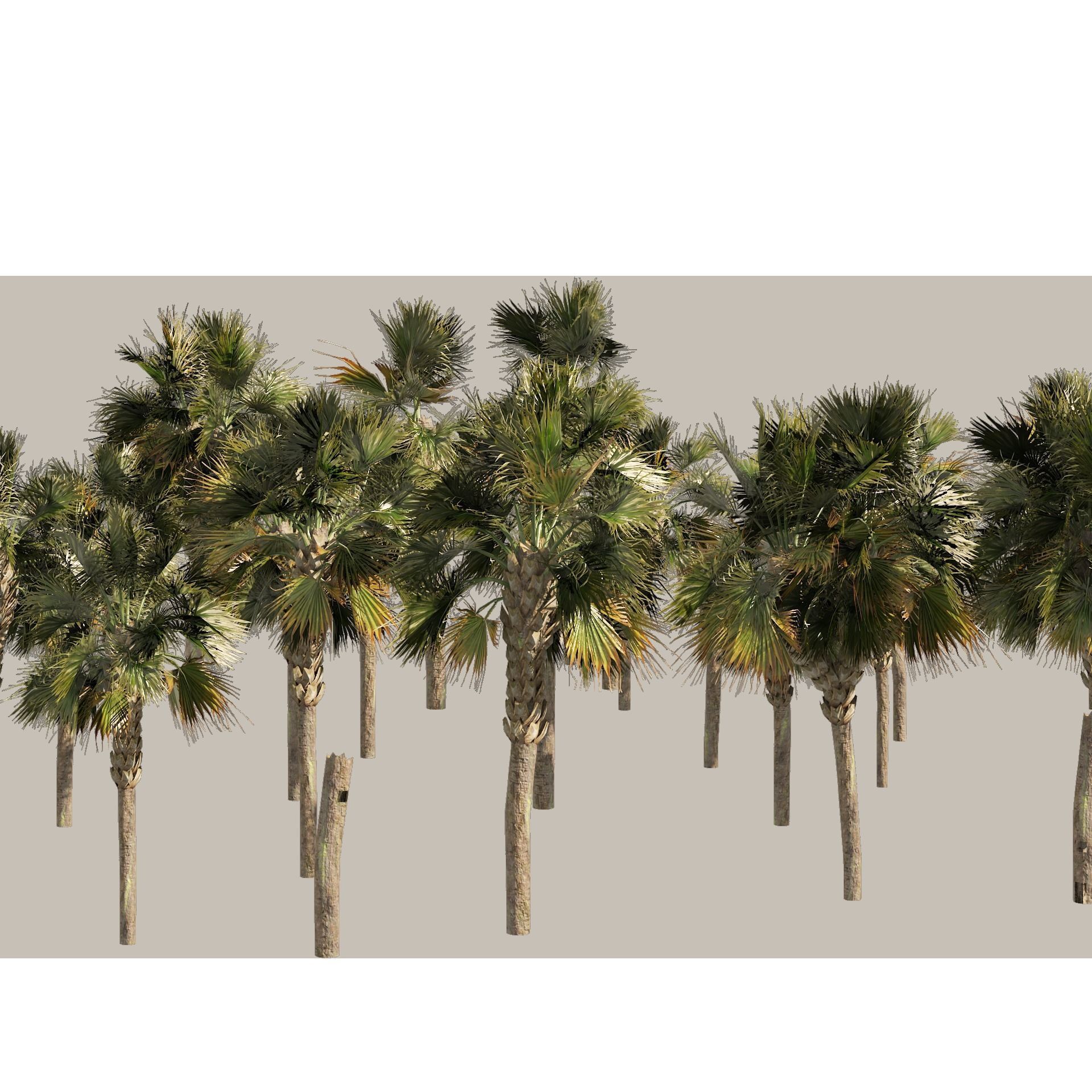 Low poly palmetto trees Low-poly 3D model_7