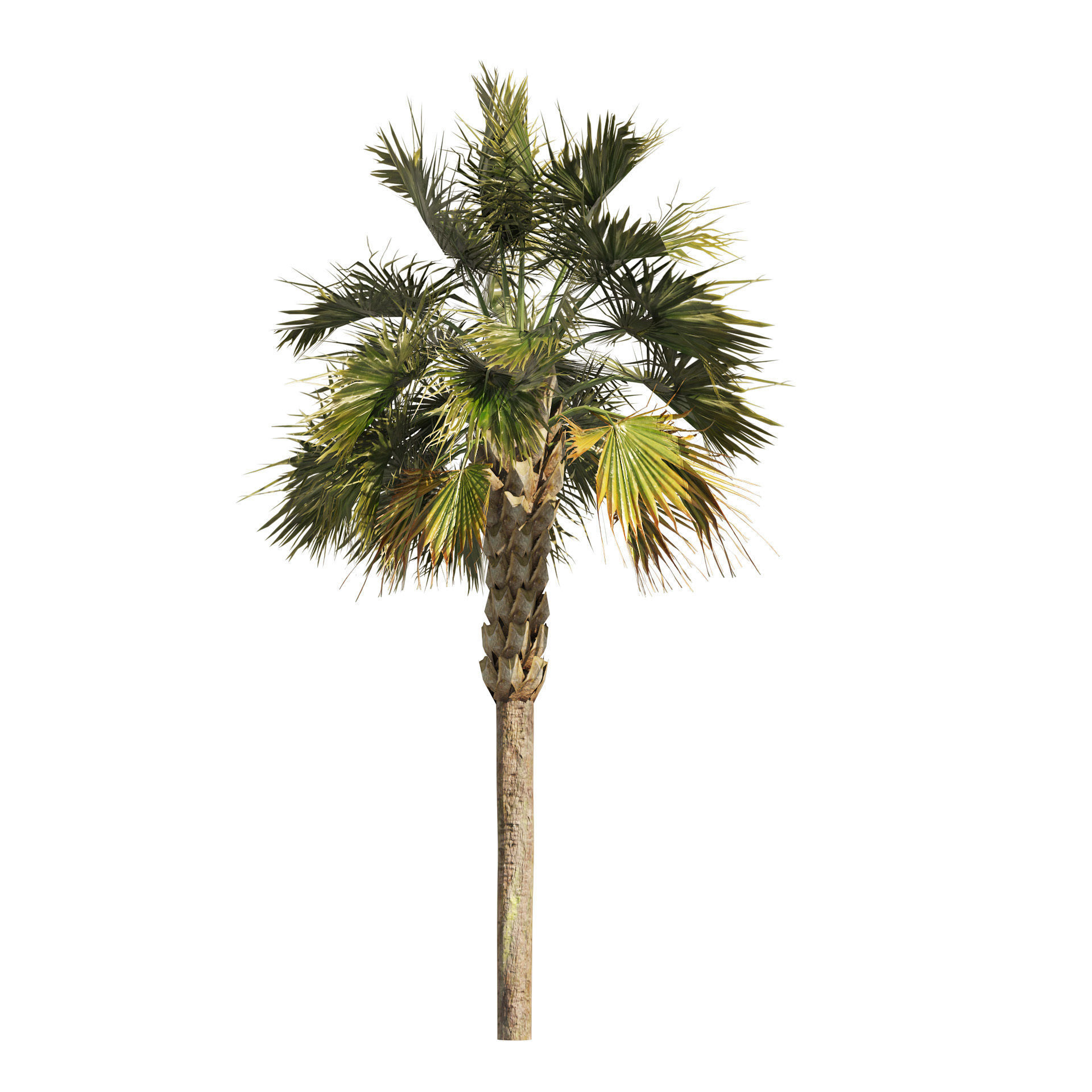 Low poly palmetto trees Low-poly 3D model_4