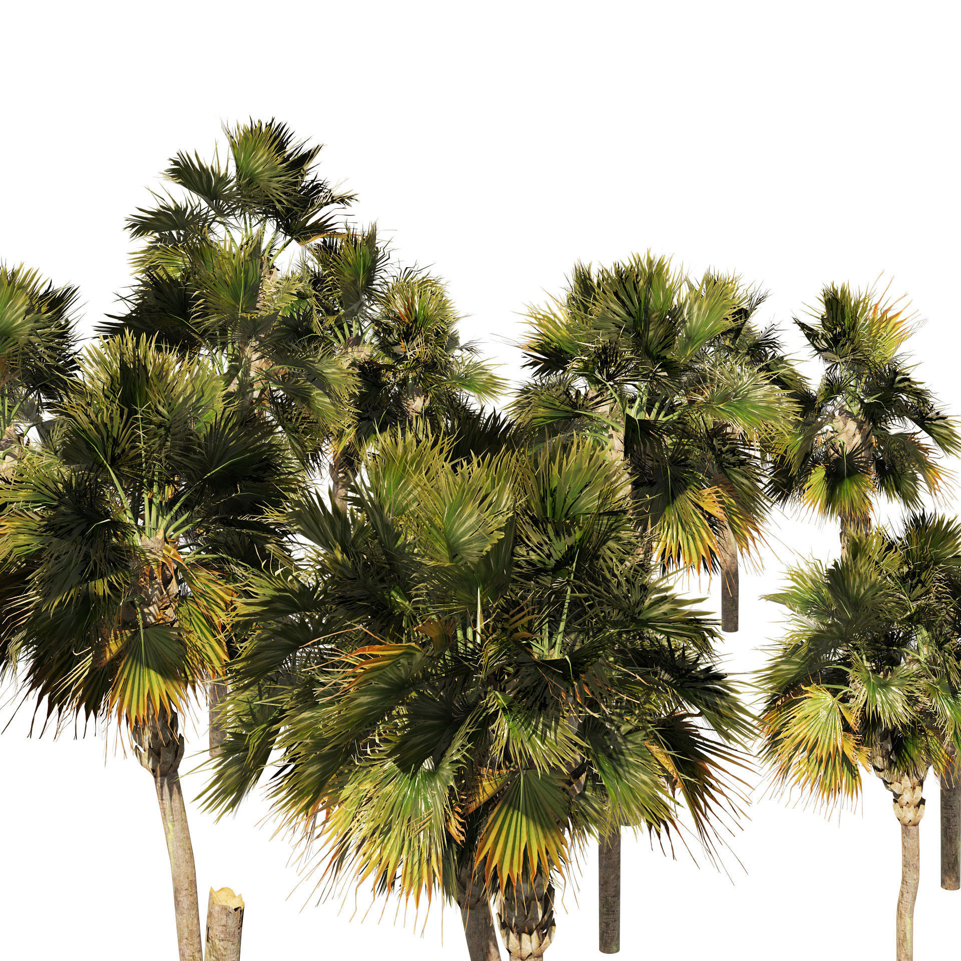 Low poly palmetto trees Low-poly 3D model_2