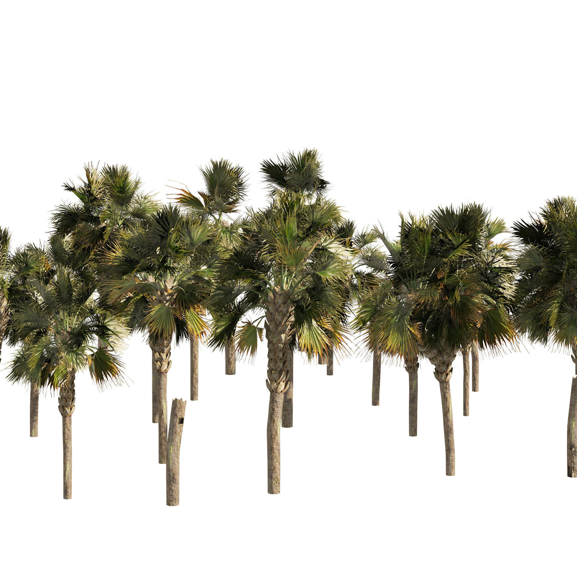 Low poly palmetto trees Low-poly 3D model_5