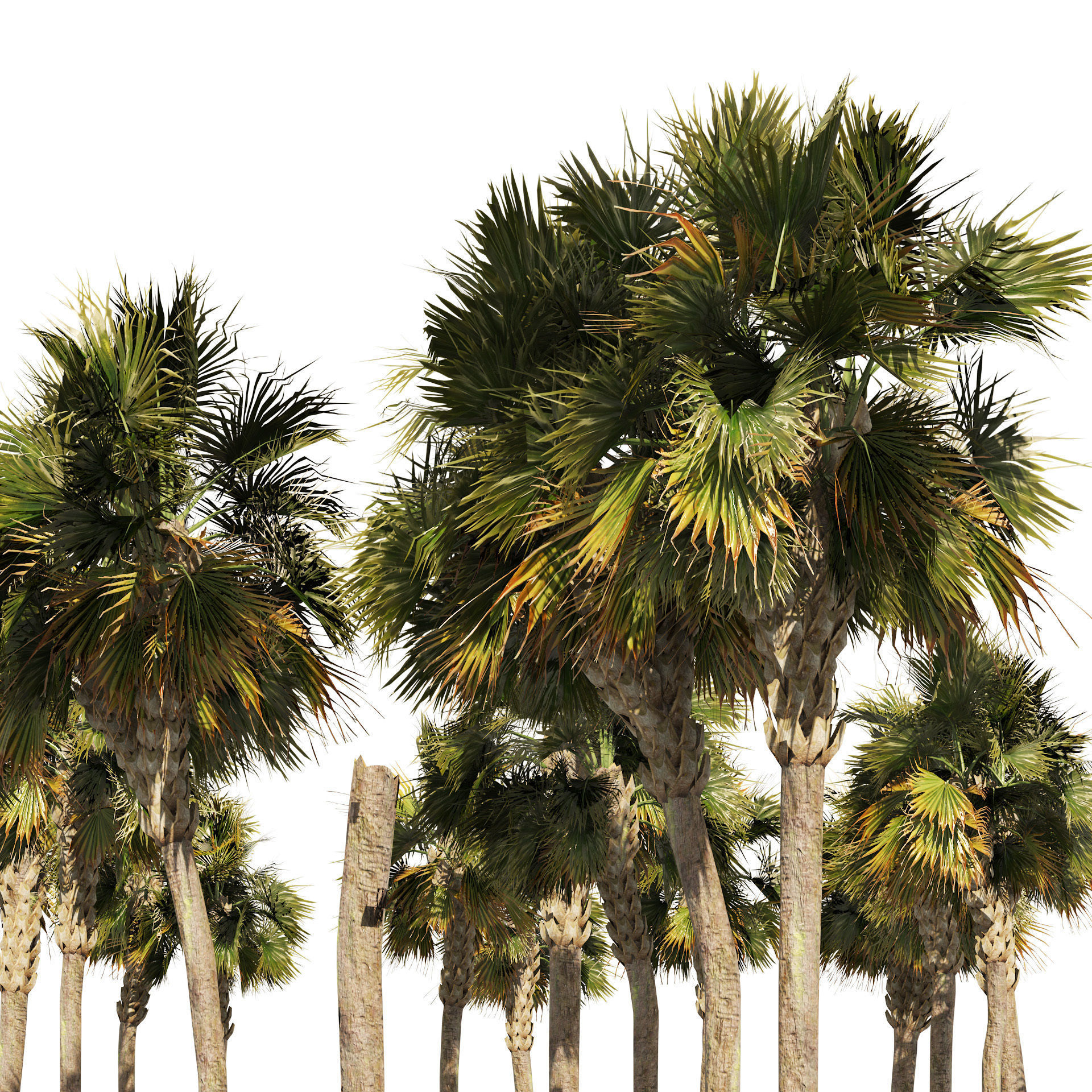 Low poly palmetto trees Low-poly 3D model_6