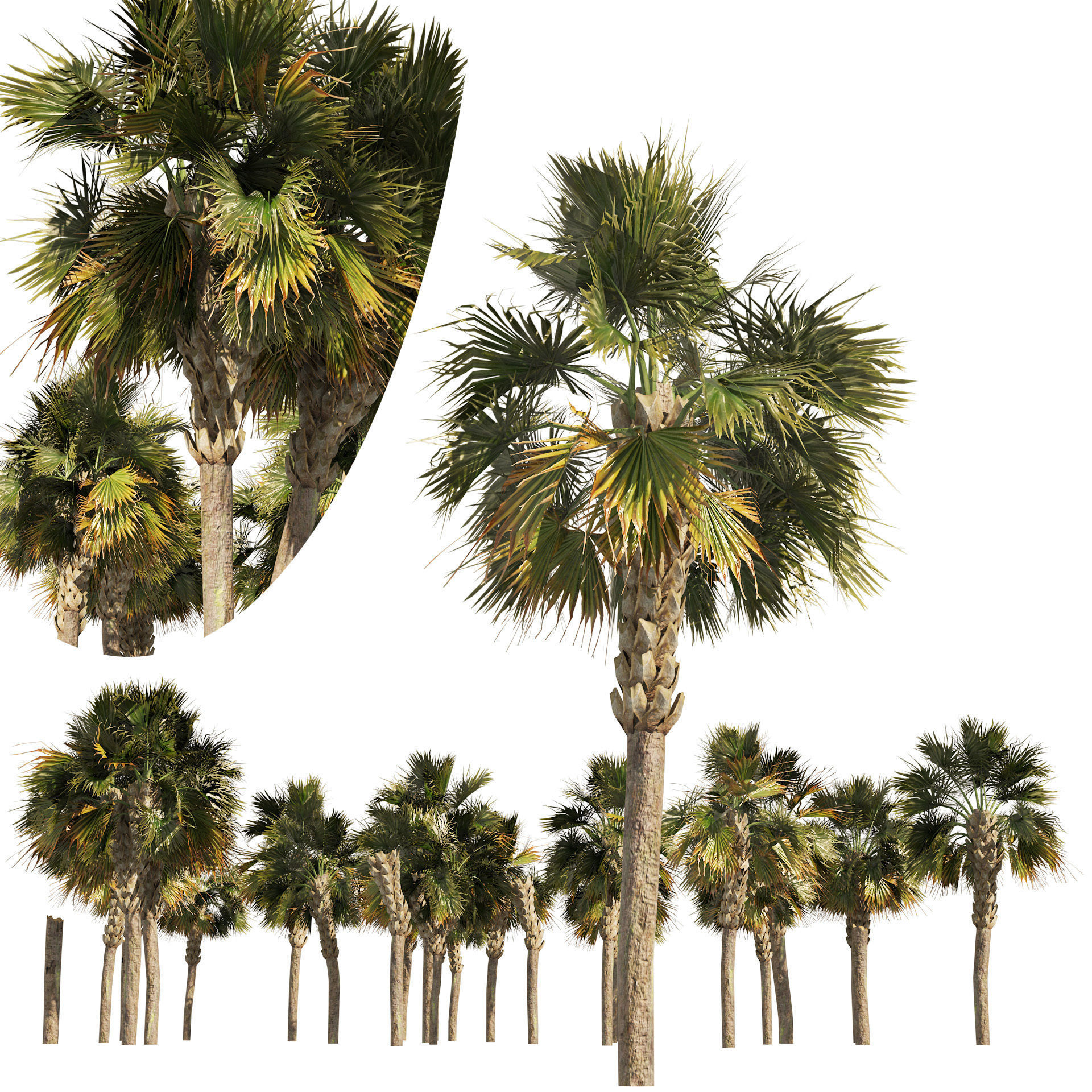 Low poly palmetto trees Low-poly 3D model_1