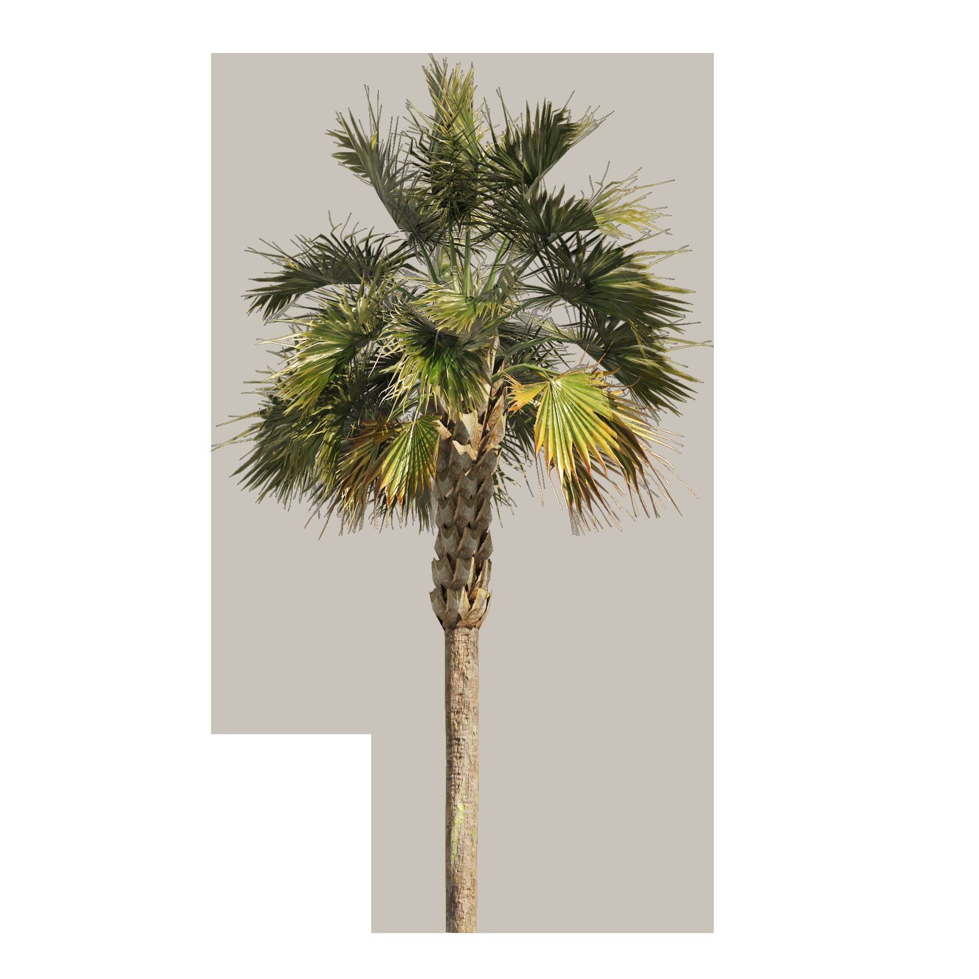 Low poly palmetto trees Low-poly 3D model_9