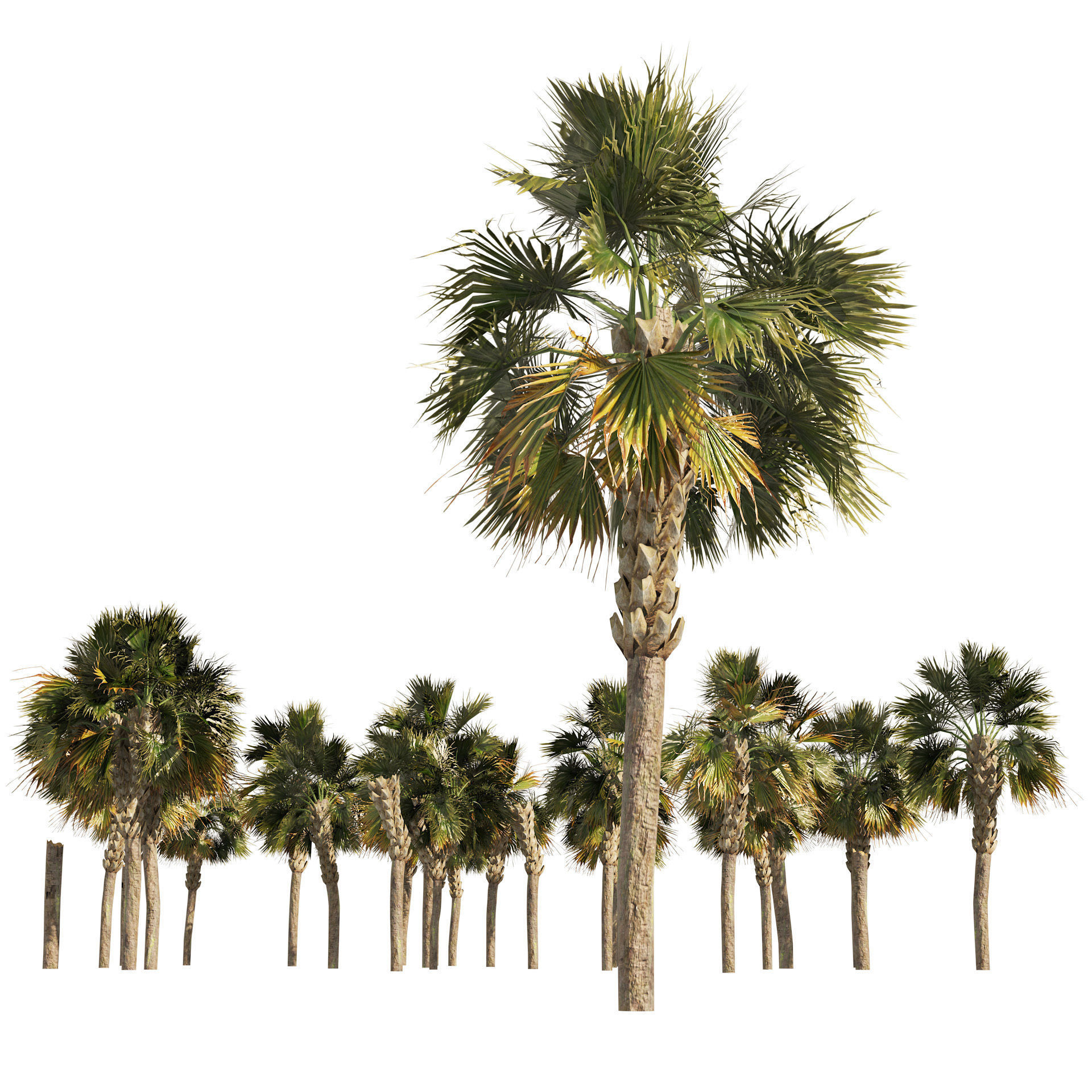 Low poly palmetto trees Low-poly 3D model_3