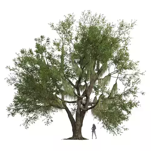 New Plant High detail Angel Oak Live Tree Spanish Moss03 3D model
