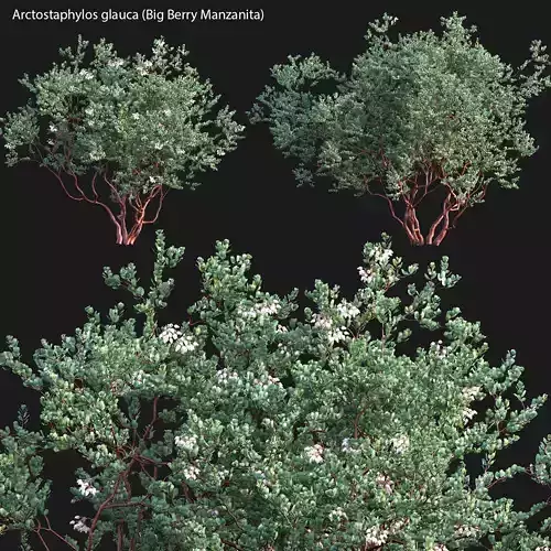 Arctostaphylos glauca - Big Berry Manzanita 03