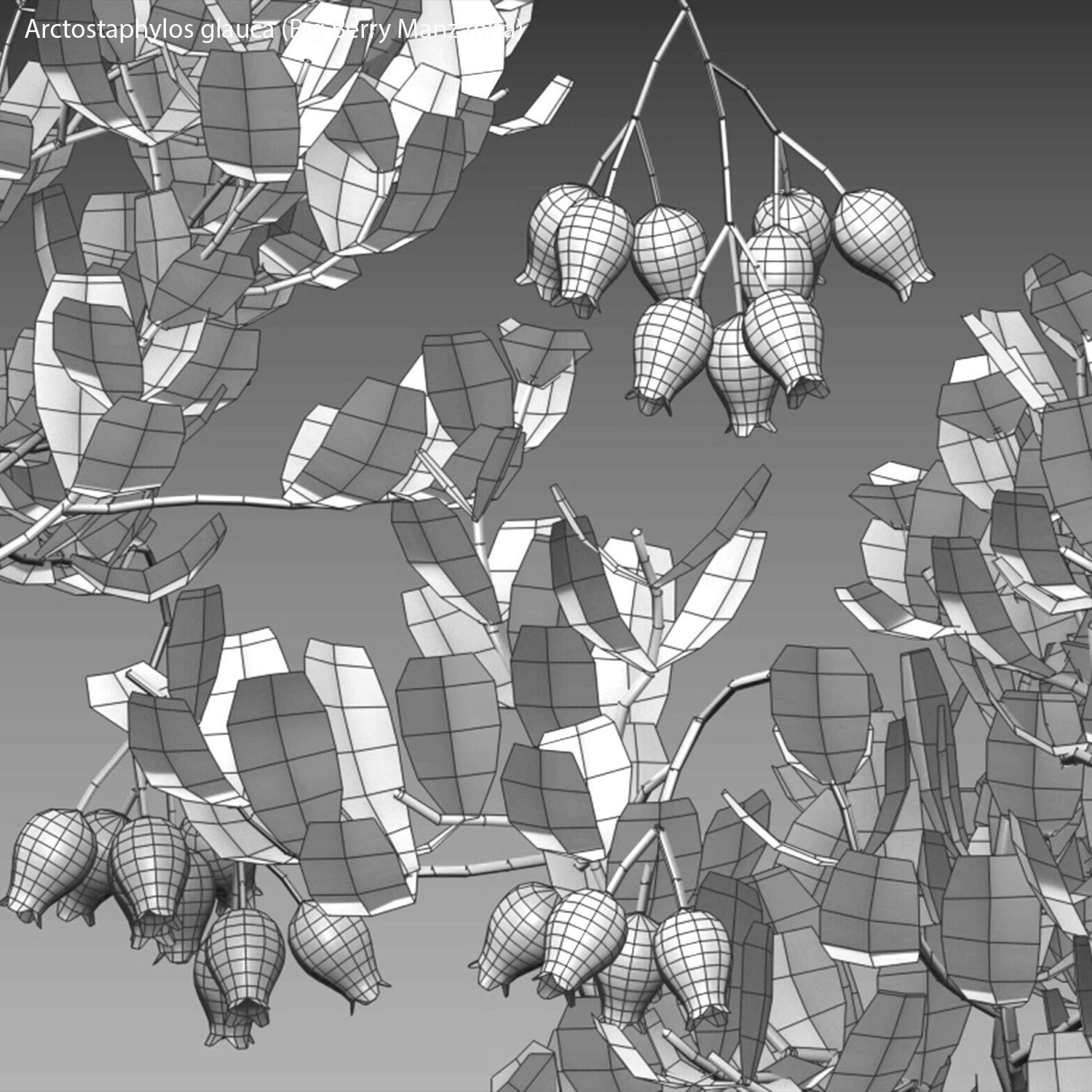 Arctostaphylos glauca - Big Berry Manzanita 02 3D model_4
