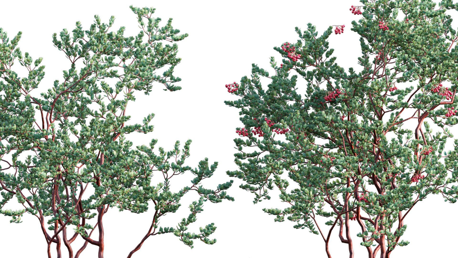 Arctostaphylos glauca - Big Berry Manzanita 02 3D model_9