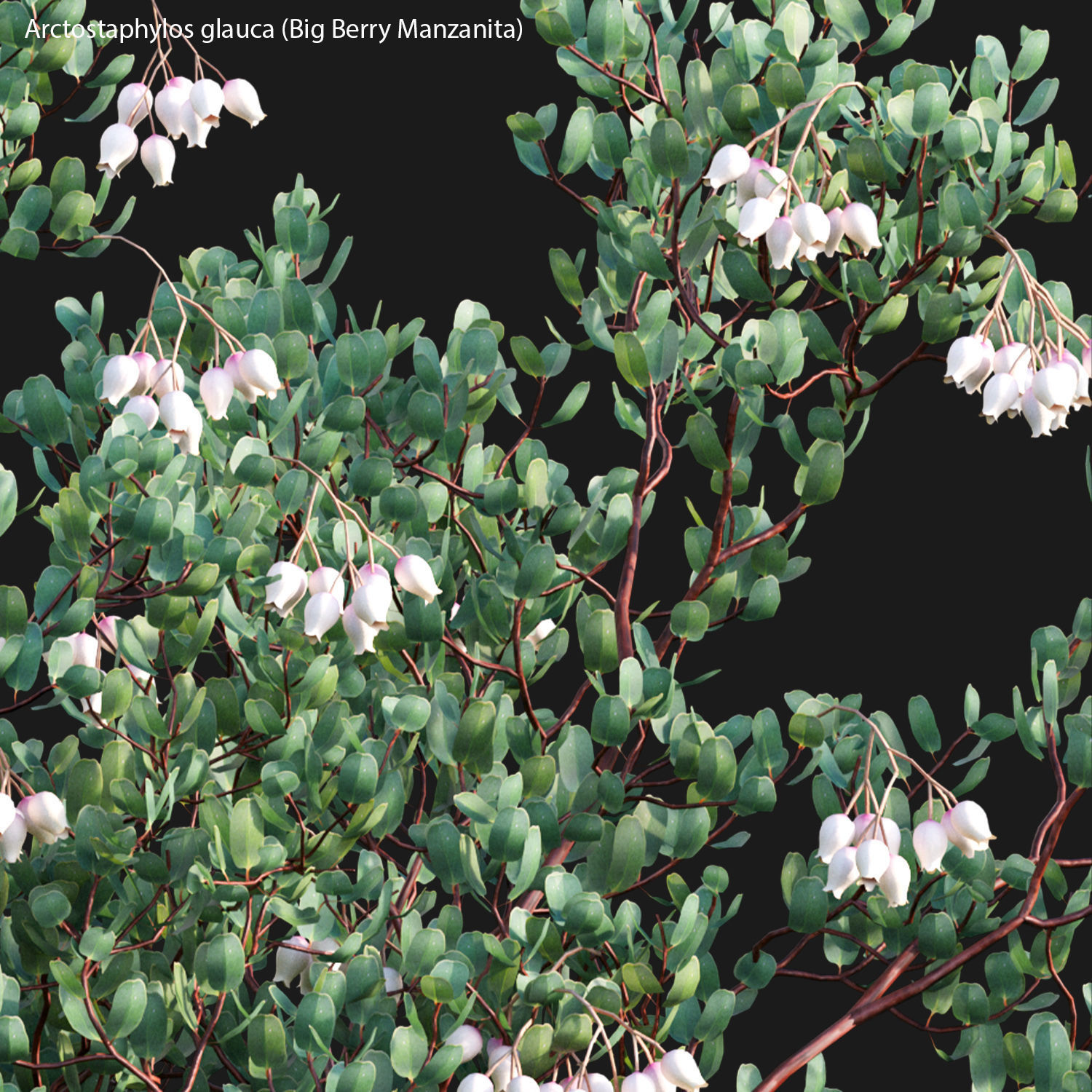 Arctostaphylos glauca - Big Berry Manzanita 02 3D model_3