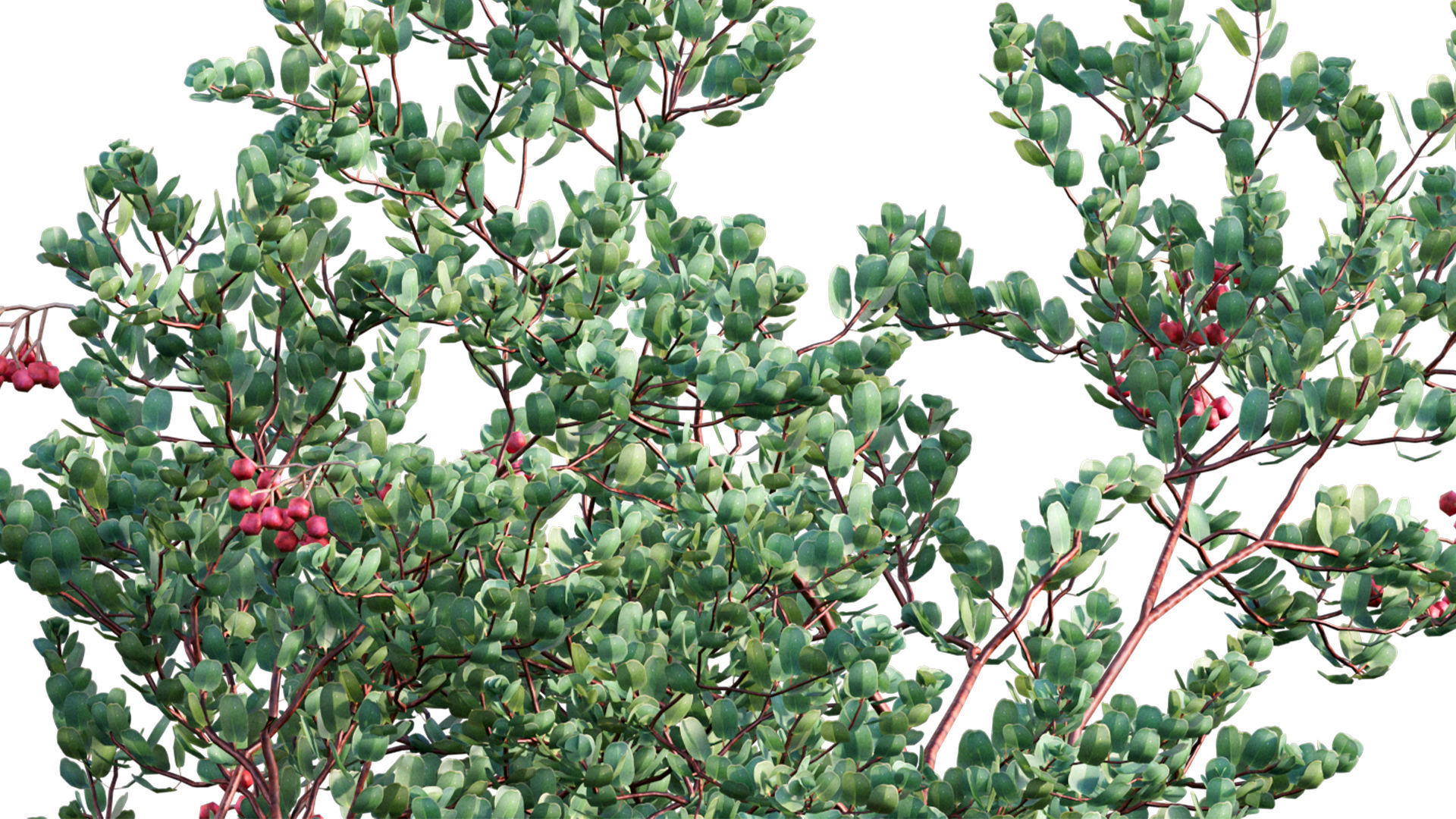 Arctostaphylos glauca - Big Berry Manzanita 02 3D model_8