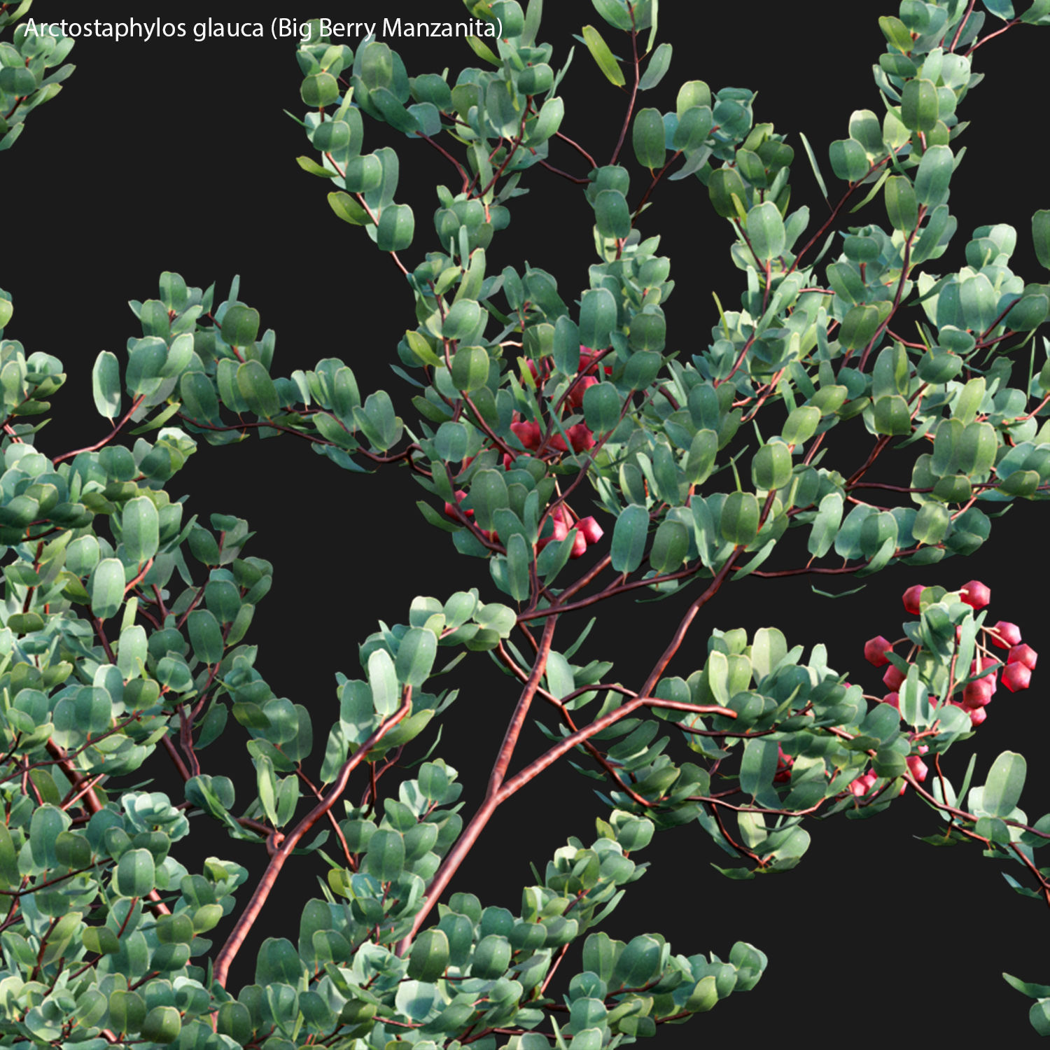 Arctostaphylos glauca - Big Berry Manzanita 02 3D model_2