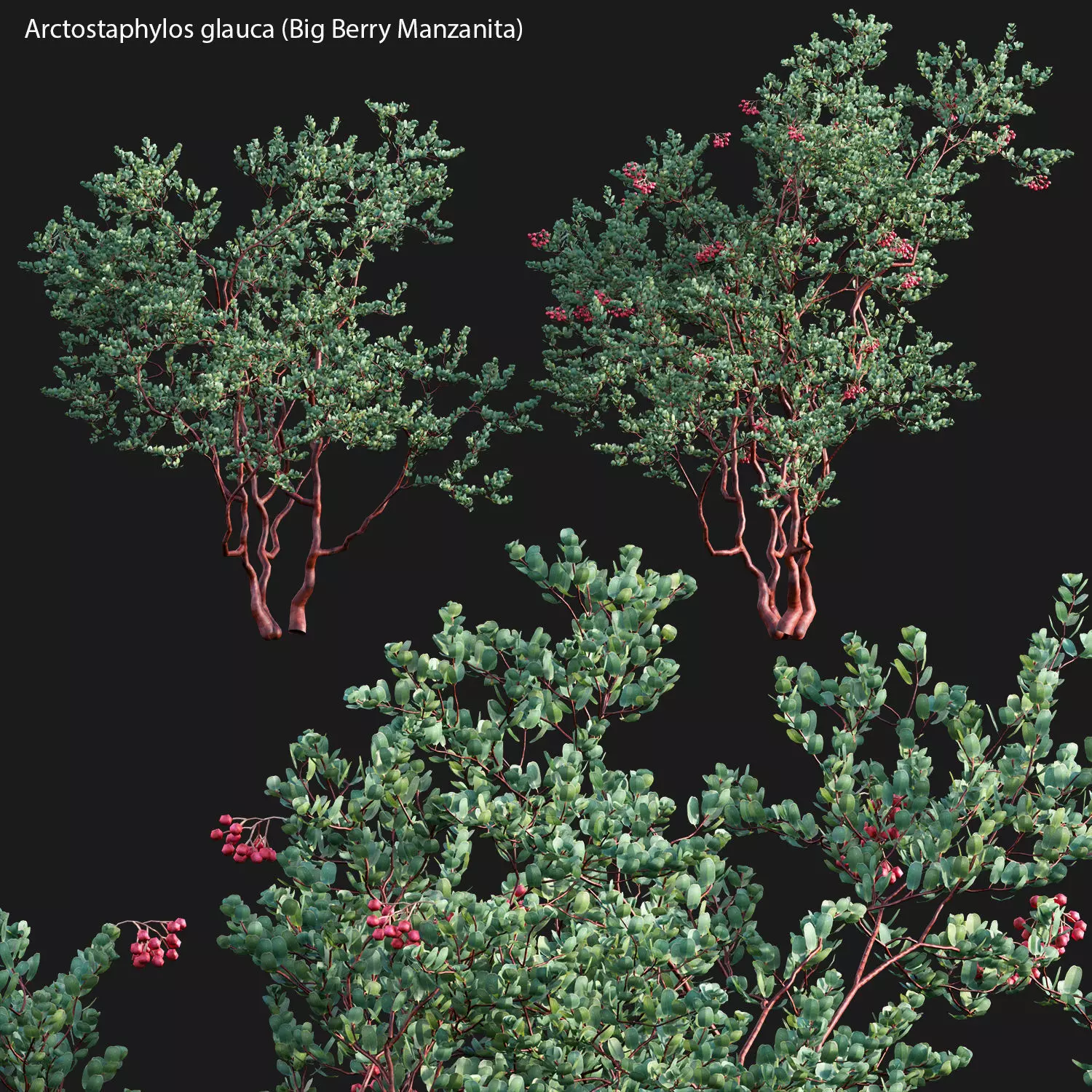 Arctostaphylos glauca - Big Berry Manzanita 02 3D model_0