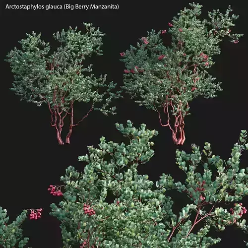 Arctostaphylos glauca - Big Berry Manzanita 02 3D model