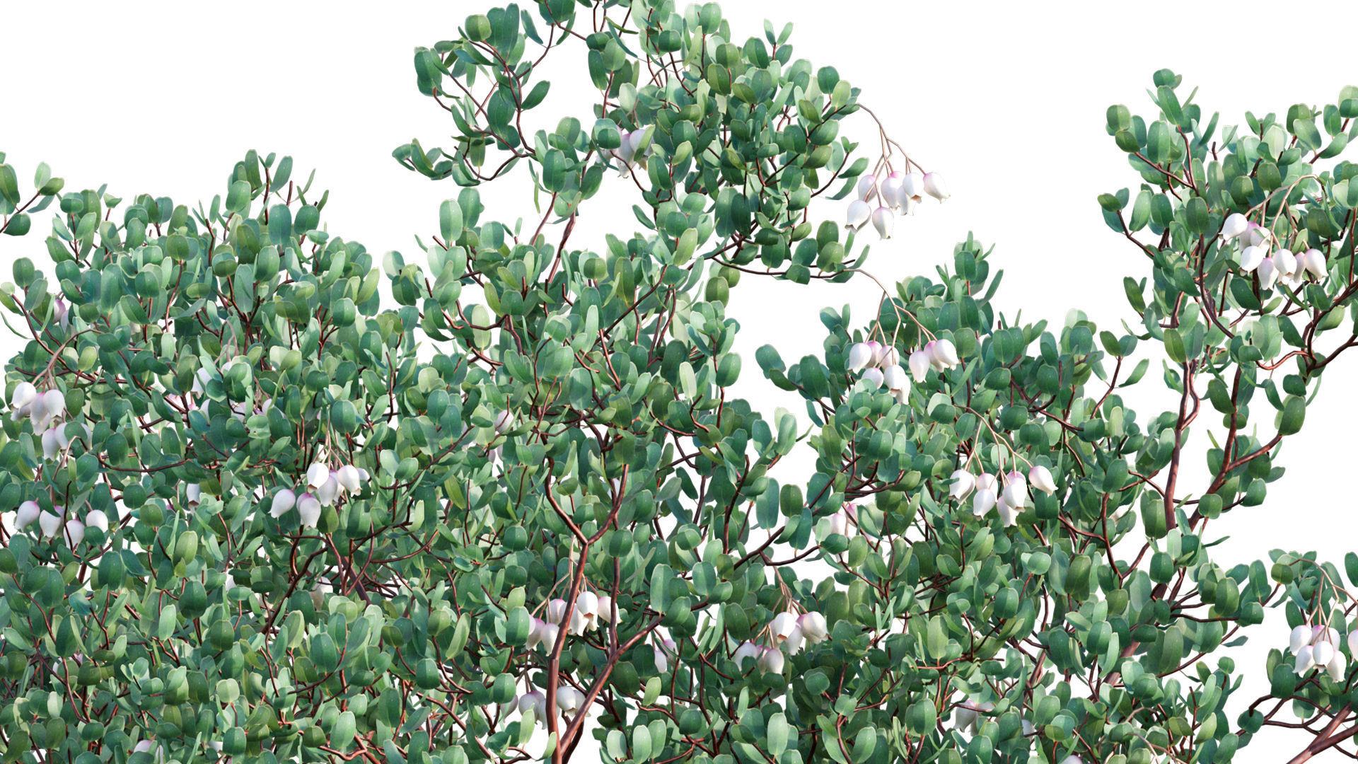Arctostaphylos glauca - Big Berry Manzanita 02 3D model_10