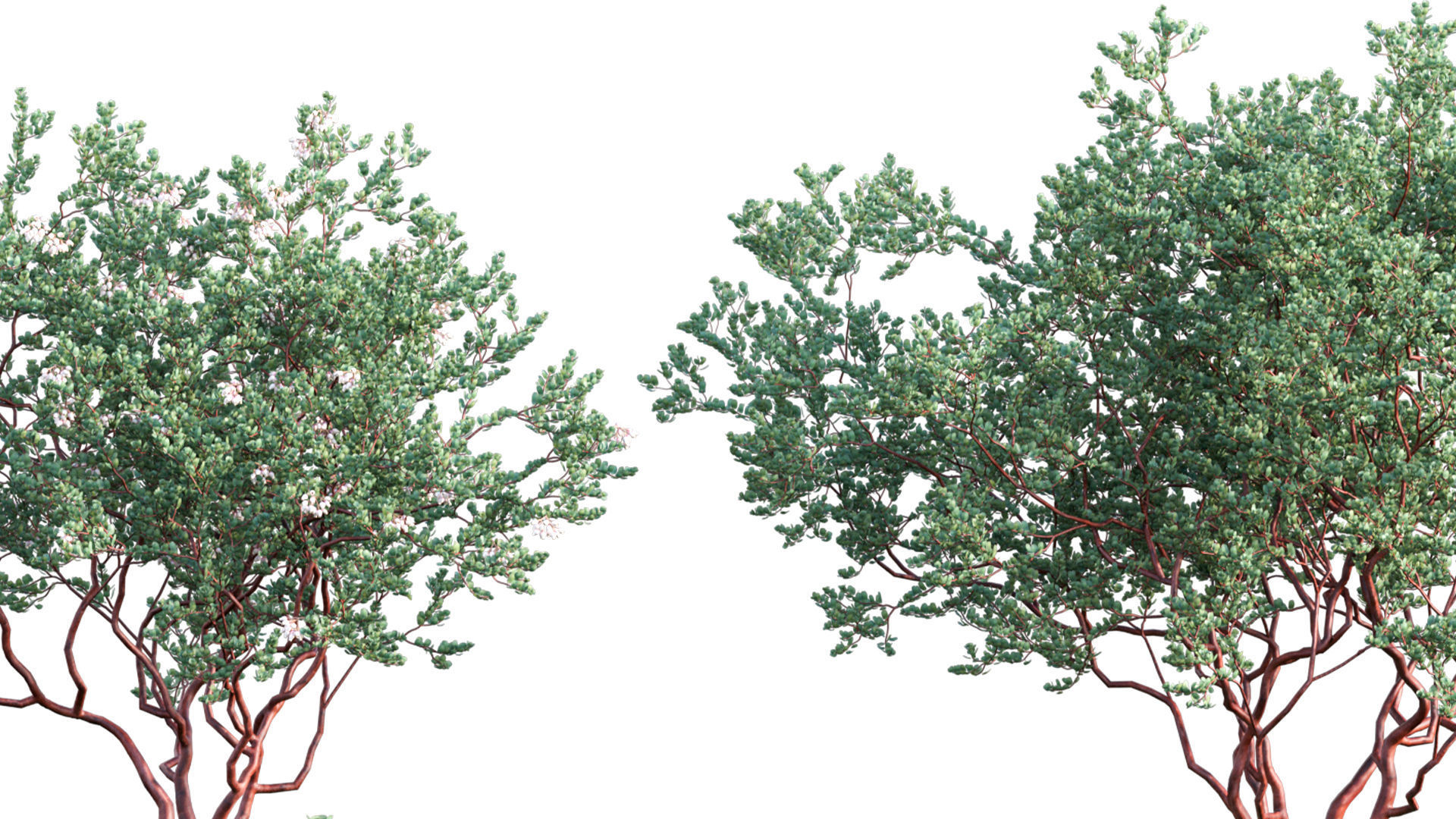 Arctostaphylos glauca - Big Berry Manzanita 02 3D model_7