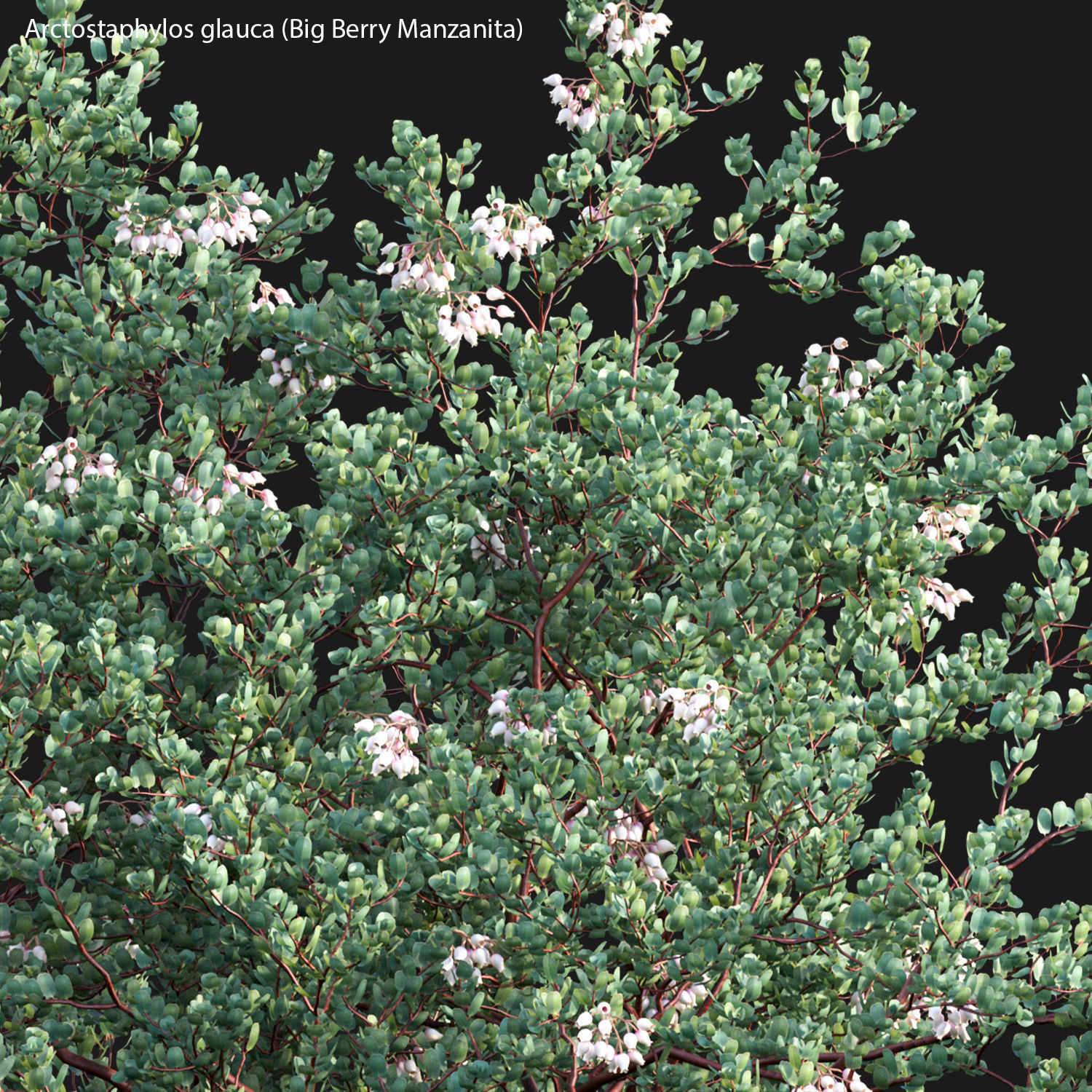 Arctostaphylos glauca - Big Berry Manzanita 02 3D model_1