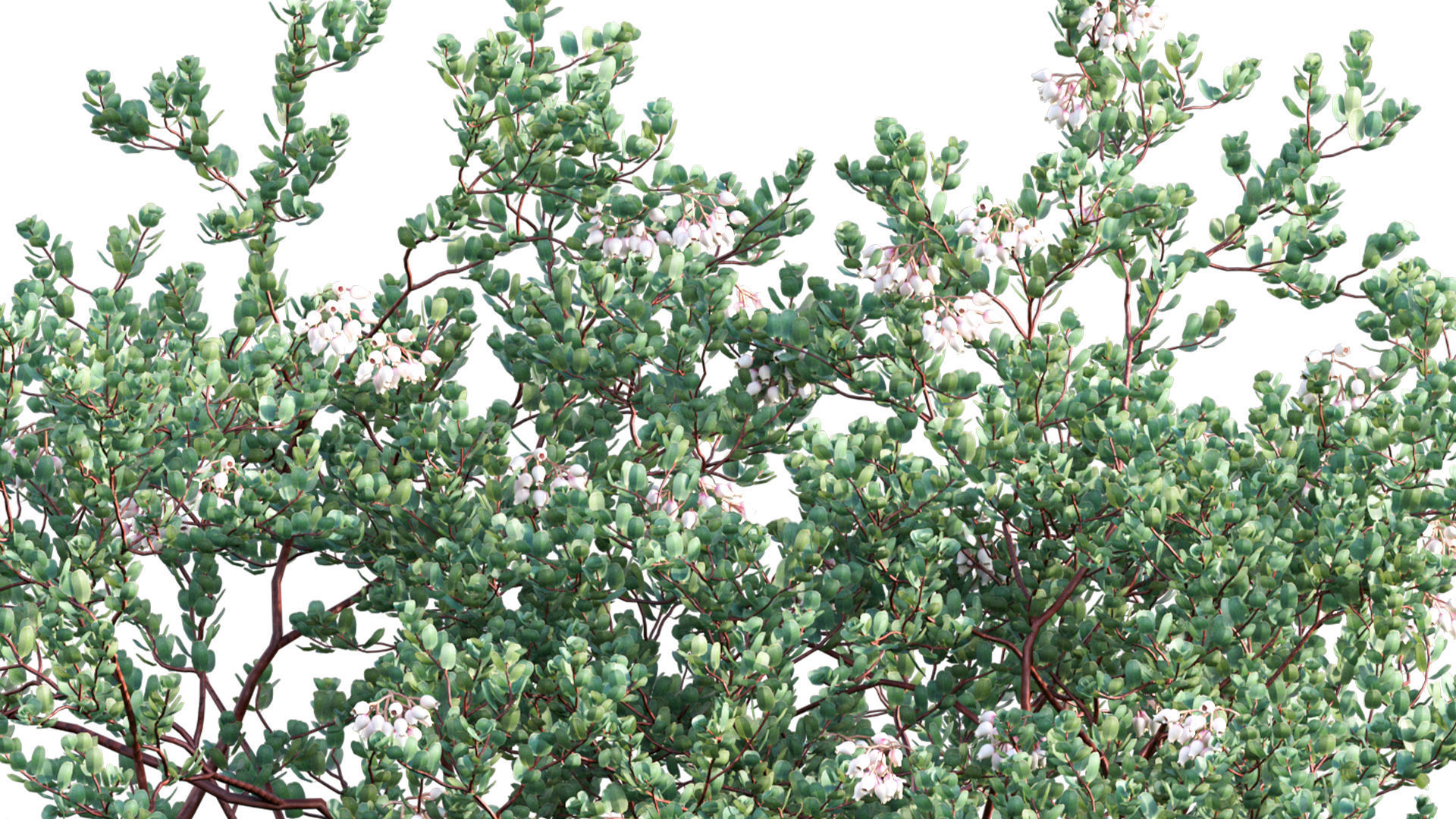 Arctostaphylos glauca - Big Berry Manzanita 02 3D model_6