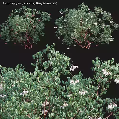 Arctostaphylos glauca - Big Berry Manzanita 01